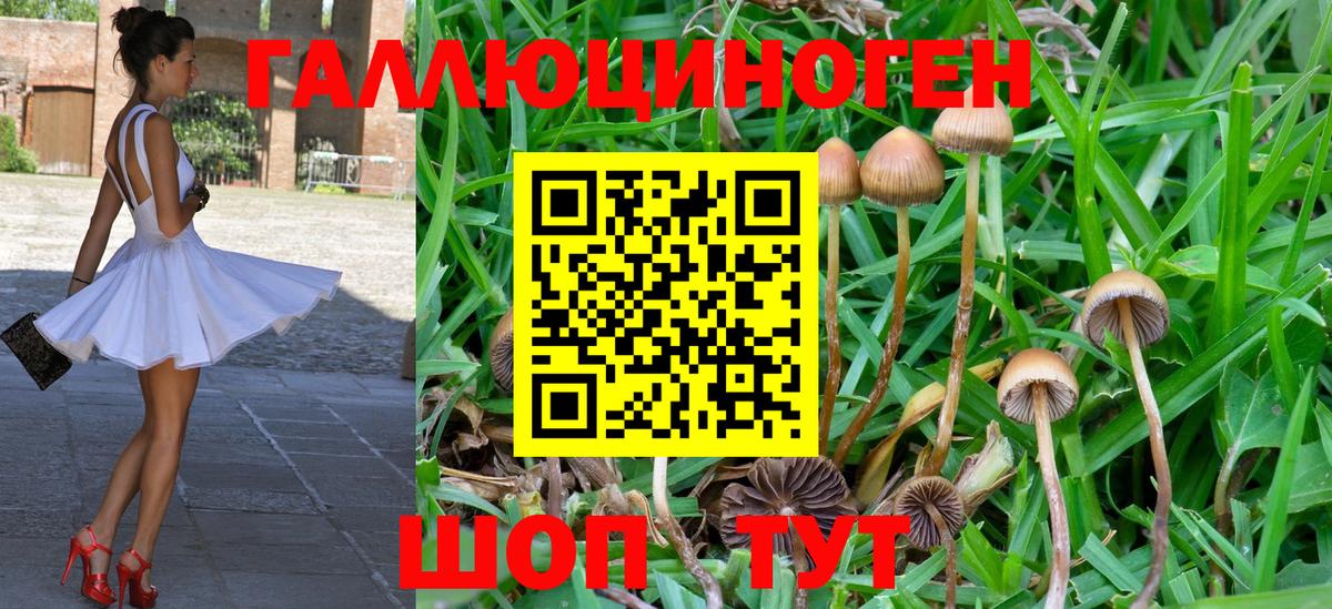 Псилоцибиновые грибы Cubensis Тейково